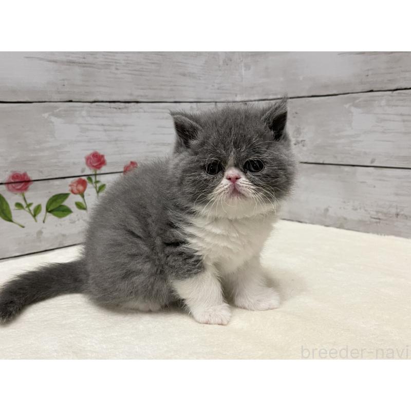 販売中の山梨県のエキゾチックショートヘア-133288の12枚目