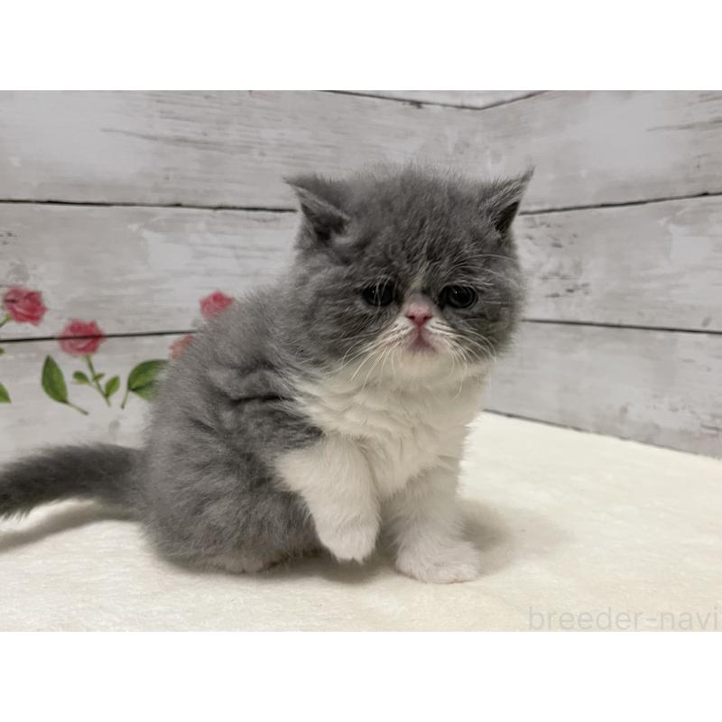 販売中の山梨県のエキゾチックショートヘア-133288の11枚目