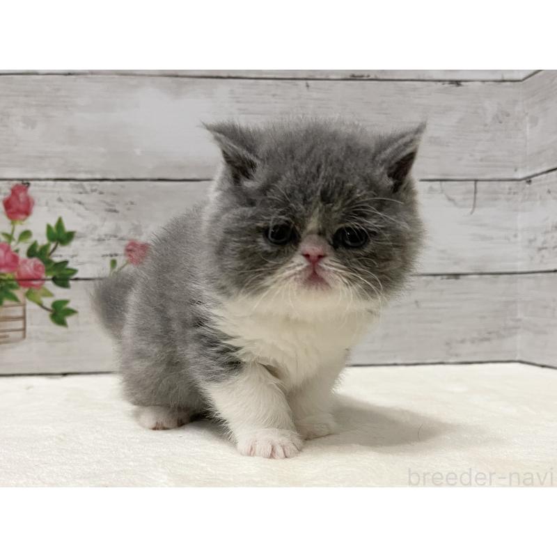 販売中の山梨県のエキゾチックショートヘア-133288の9枚目