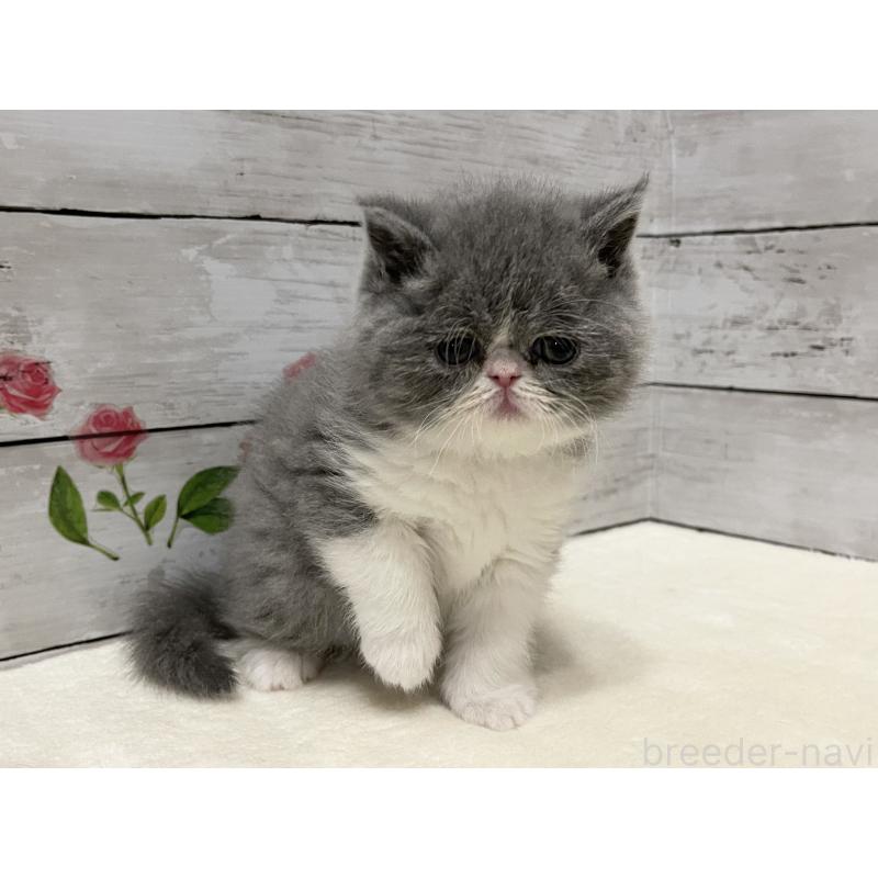 販売中の山梨県のエキゾチックショートヘア-133288の8枚目