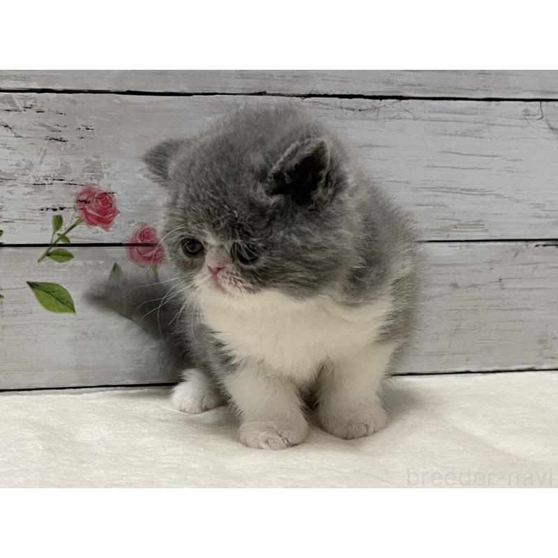 販売中の山梨県のエキゾチックショートヘア-133288の7枚目