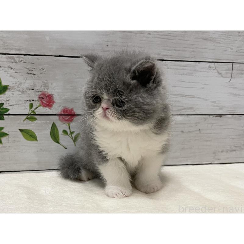 販売中の山梨県のエキゾチックショートヘア-133288の6枚目