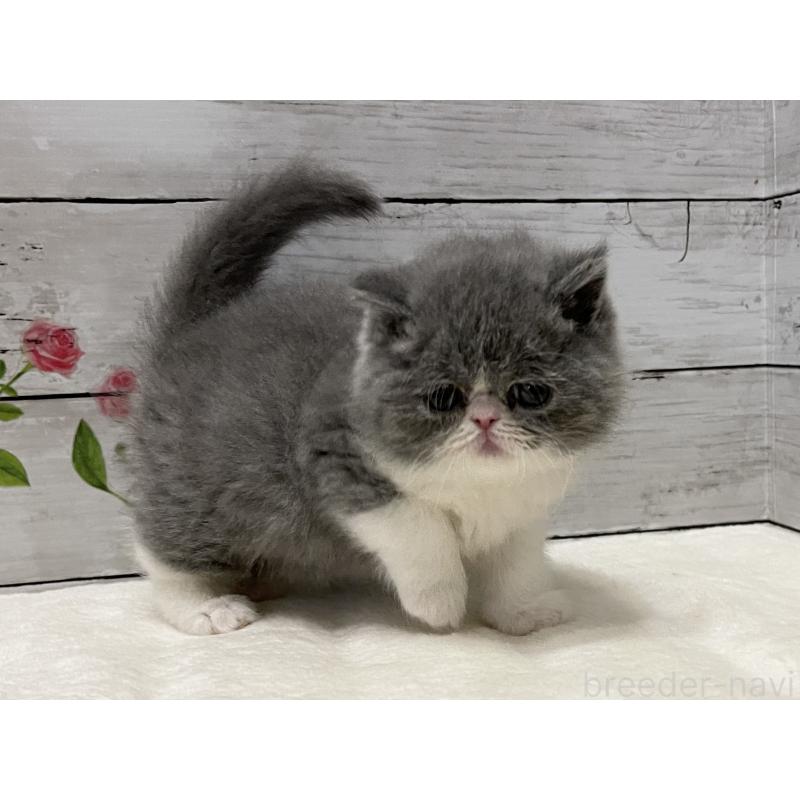 販売中の山梨県のエキゾチックショートヘア-133288の5枚目