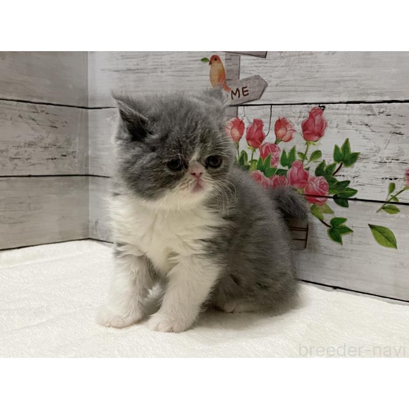 販売中の山梨県のエキゾチックショートヘア-133288の3枚目