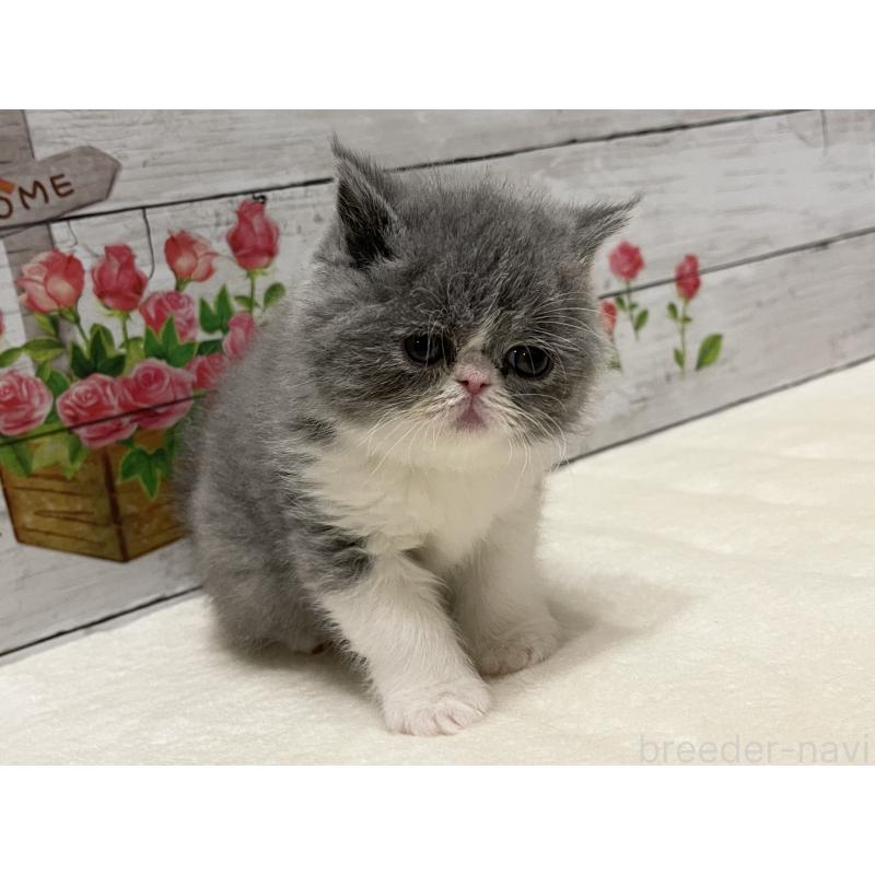 販売中の山梨県のエキゾチックショートヘア-133288の2枚目