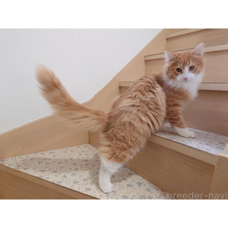 販売中の埼玉県のノルウェージャンフォレストキャット-122996の4枚目