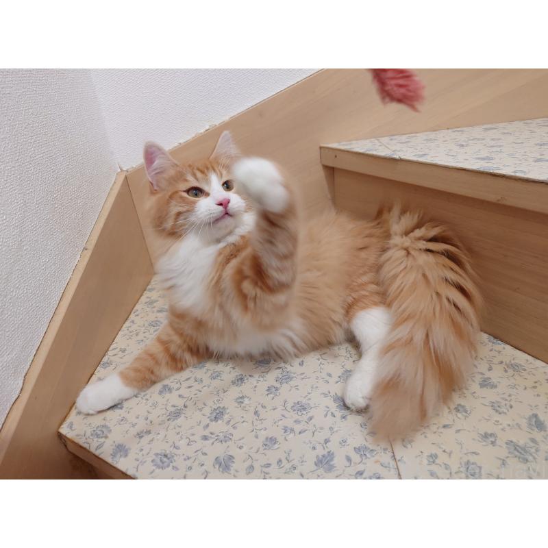 販売中の埼玉県のノルウェージャンフォレストキャット-122996の3枚目