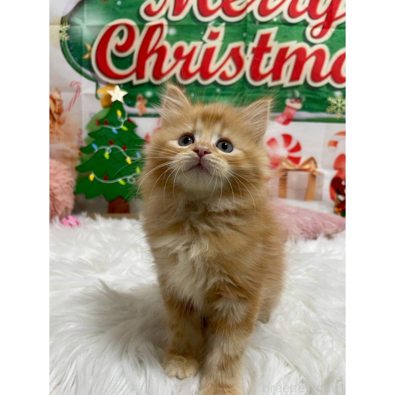 成約済の埼玉県のサイベリアン-129321の3枚目