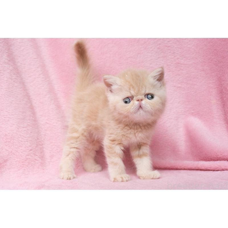 販売中の東京都のエキゾチックショートヘア-132295の5枚目