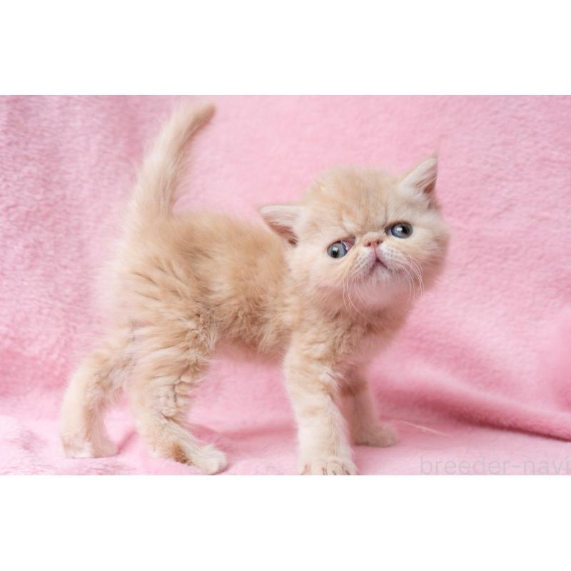 販売中の東京都のエキゾチックショートヘア-132295の3枚目