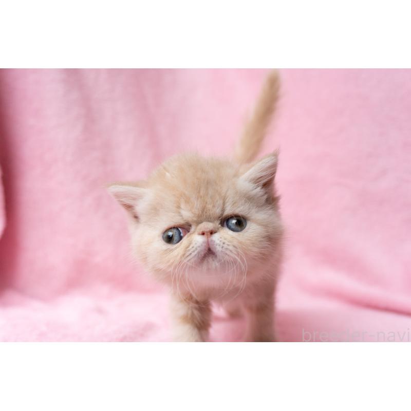 販売中の東京都のエキゾチックショートヘア-132295の2枚目