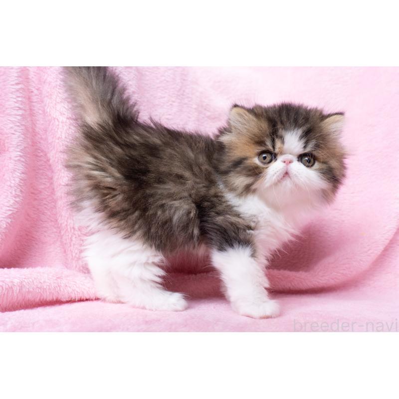 販売中の東京都のエキゾチックロングヘア-132297の25枚目