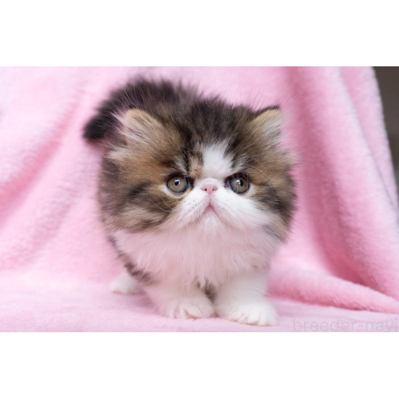 販売中の東京都のエキゾチックロングヘア-132297の24枚目