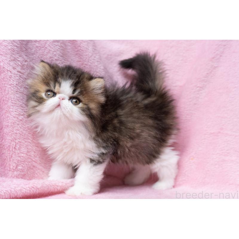 販売中の東京都のエキゾチックロングヘア-132297の23枚目