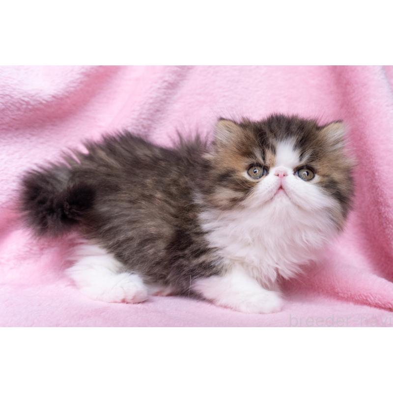 販売中の東京都のエキゾチックロングヘア-132297の22枚目