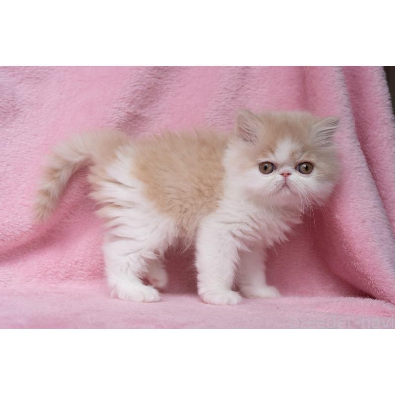 販売中の東京都のエキゾチックロングヘア-132299の25枚目