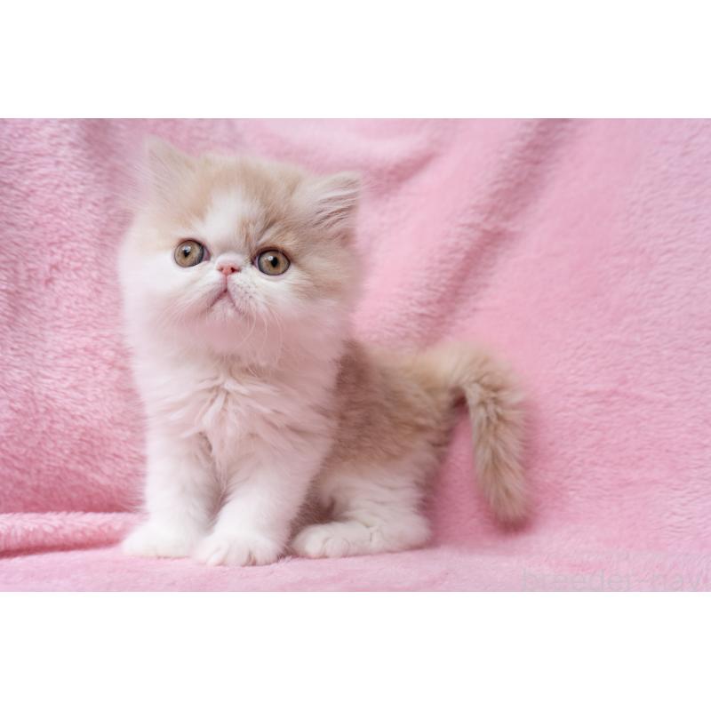 販売中の東京都のエキゾチックロングヘア-132299の24枚目