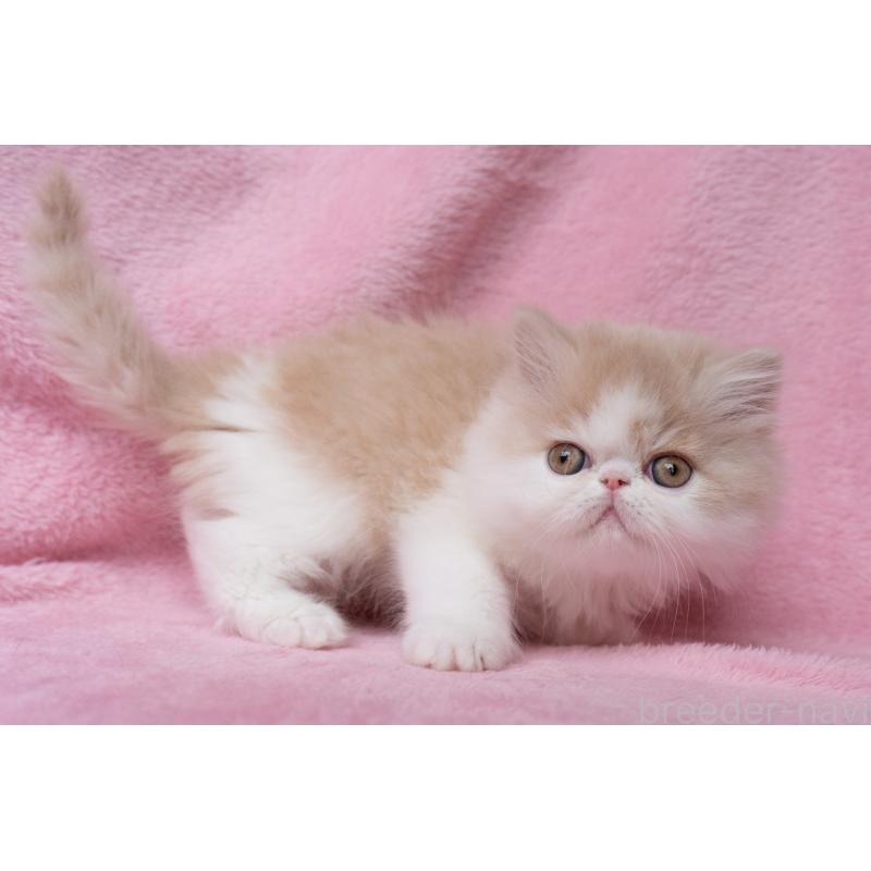 販売中の東京都のエキゾチックロングヘア-132299の23枚目