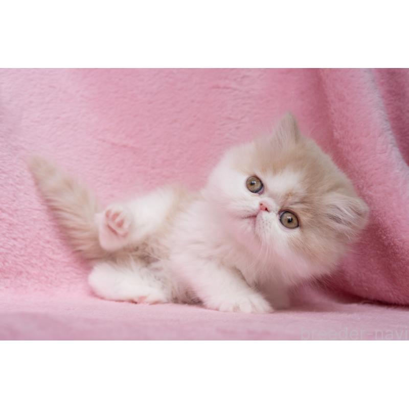 販売中の東京都のエキゾチックロングヘア-132299の22枚目