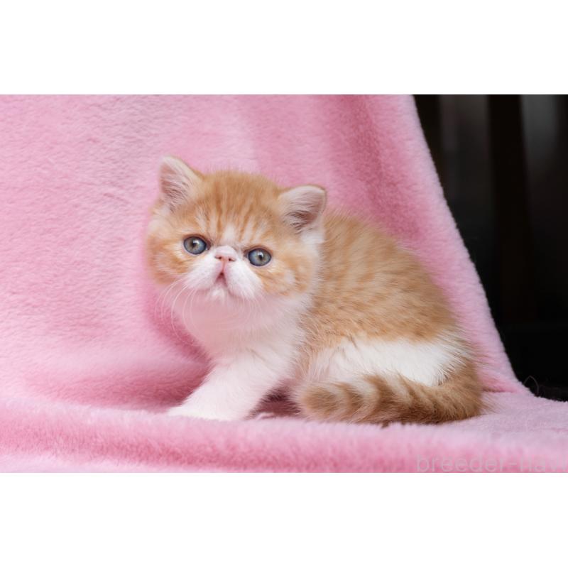 販売中の東京都のエキゾチックショートヘア-132300の25枚目