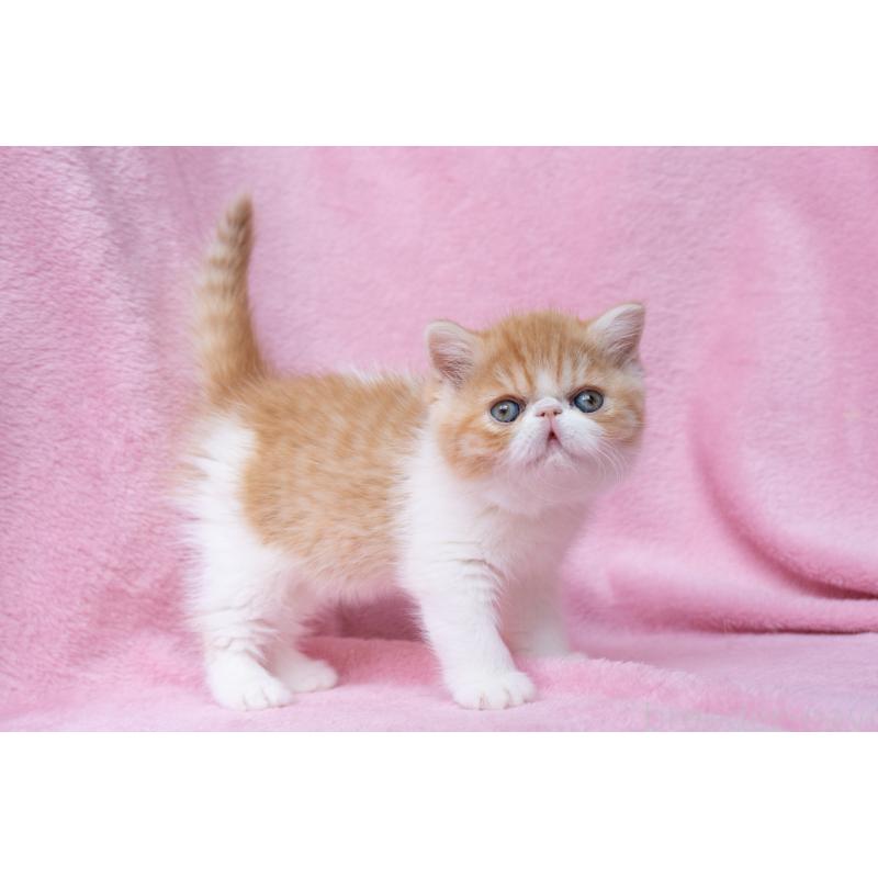 販売中の東京都のエキゾチックショートヘア-132300の24枚目