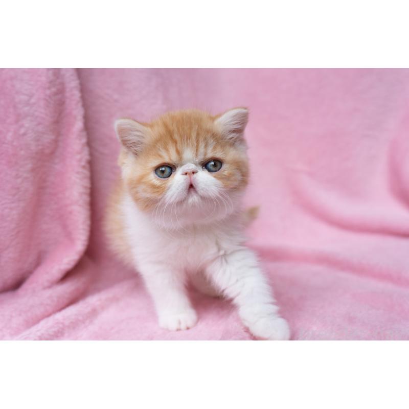 販売中の東京都のエキゾチックショートヘア-132300の23枚目