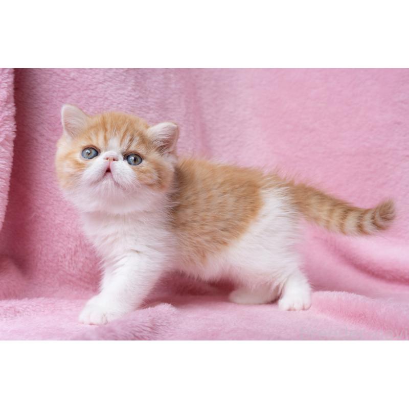 販売中の東京都のエキゾチックショートヘア-132300の22枚目