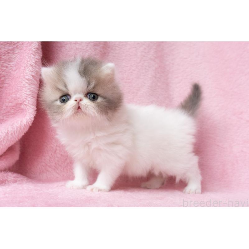 成約済の東京都のエキゾチックロングヘア-133208の8枚目