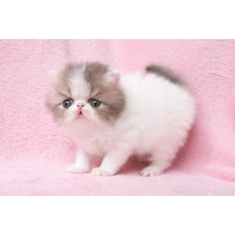 成約済の東京都のエキゾチックロングヘア-133208の7枚目