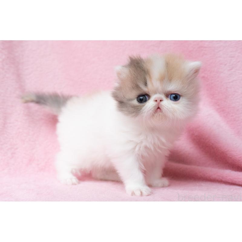 成約済の東京都のエキゾチックロングヘア-133209の15枚目