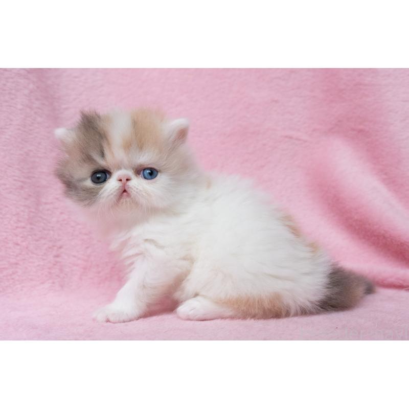 成約済の東京都のエキゾチックロングヘア-133209の14枚目