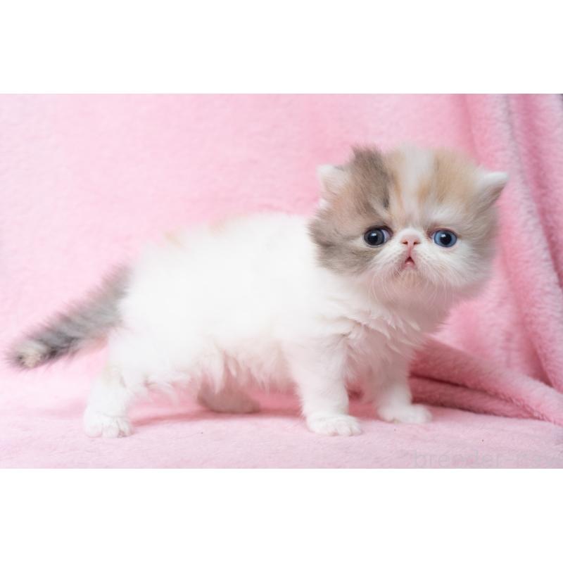 成約済の東京都のエキゾチックロングヘア-133209の13枚目