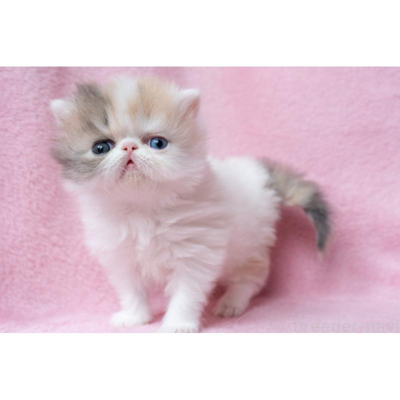 成約済の東京都のエキゾチックロングヘア-133209の12枚目