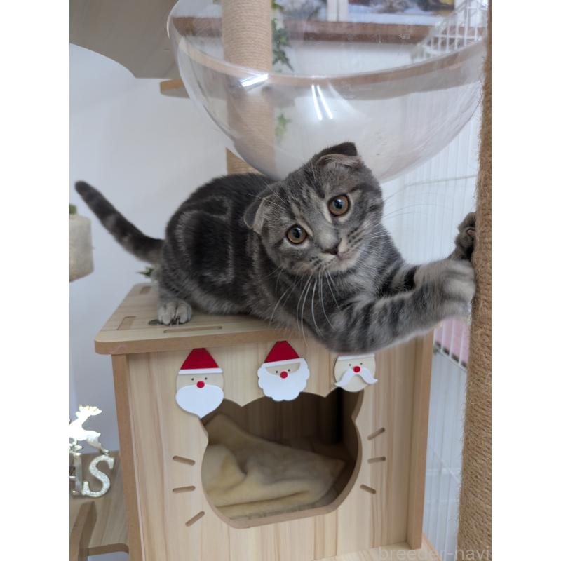 販売中の大阪府のスコティッシュフォールド(折れ耳)-127158の2枚目