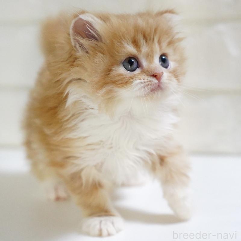 販売中の愛知県のスコティッシュフォールド-133267の2枚目