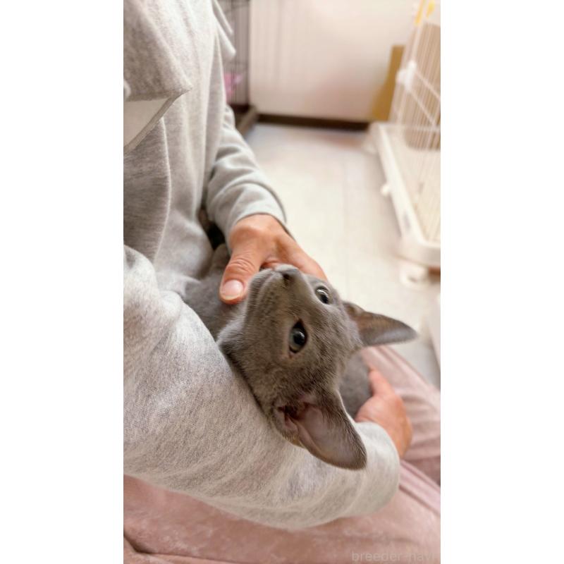 成約済の群馬県のロシアンブルー-129030の4枚目