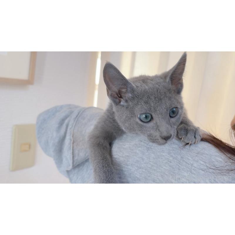 成約済の群馬県のロシアンブルー-129030の3枚目