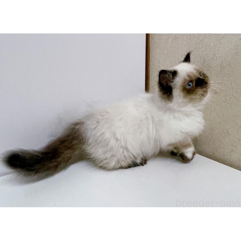 成約済の東京都のミヌエット(短足)-129639の4枚目