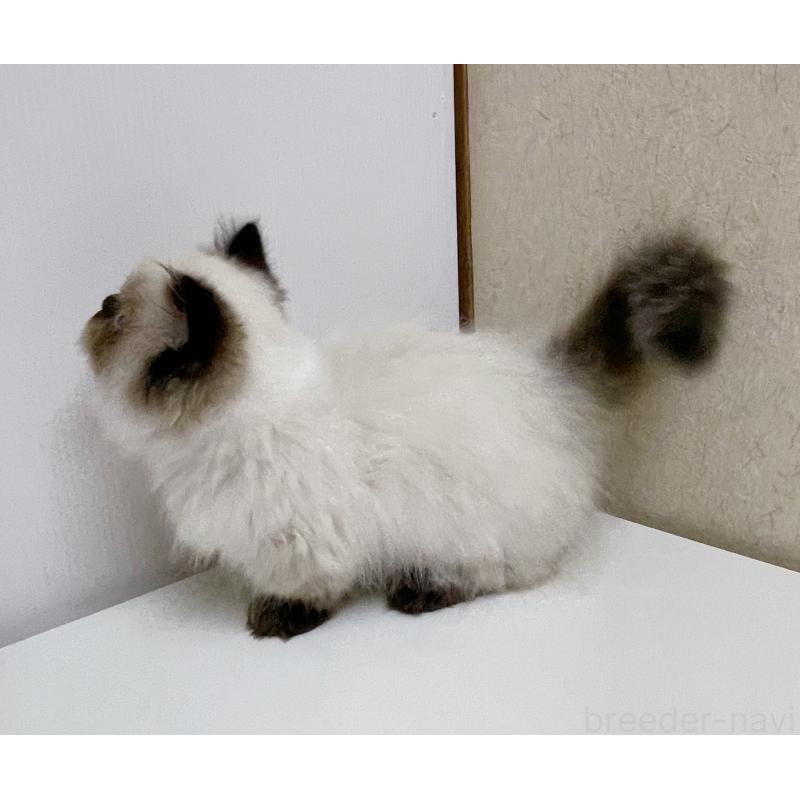 成約済の東京都のミヌエット(短足)-129639の2枚目