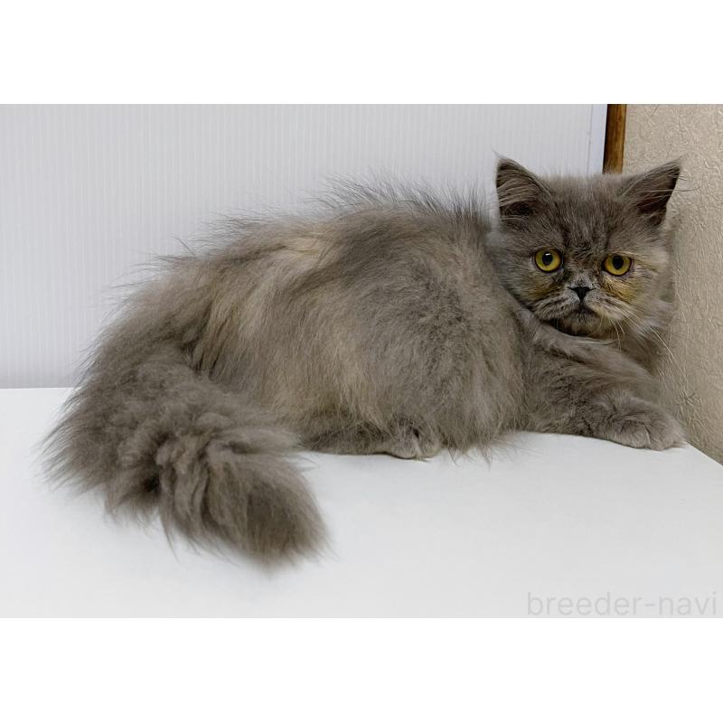 販売中の東京都のミヌエット(短足)-129633の3枚目