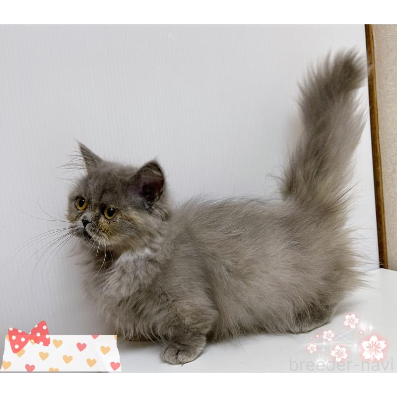 販売中の東京都のミヌエット(短足)-129633の2枚目