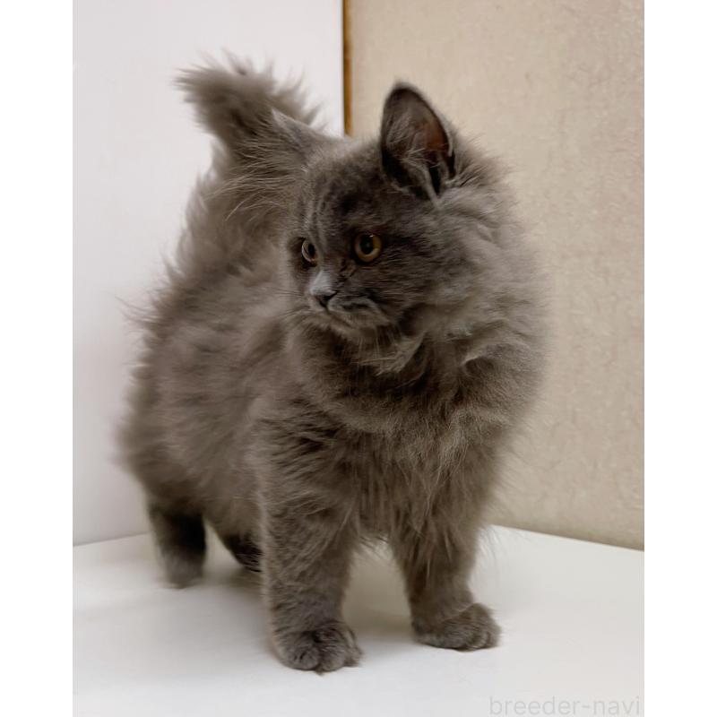 販売中の東京都のブリティッシュロングヘア-129261の3枚目