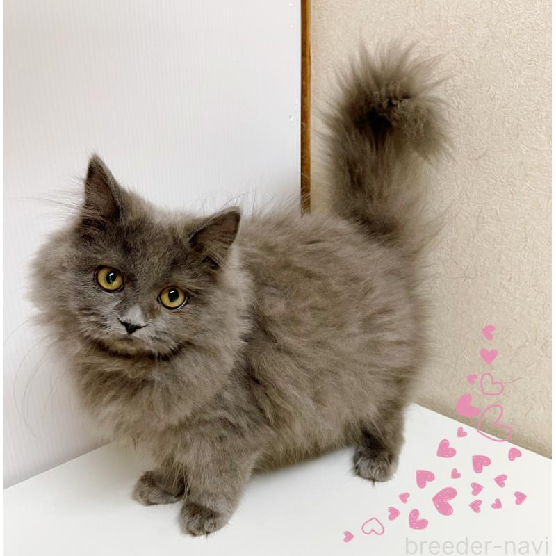 販売中の東京都のブリティッシュロングヘア-129261の2枚目