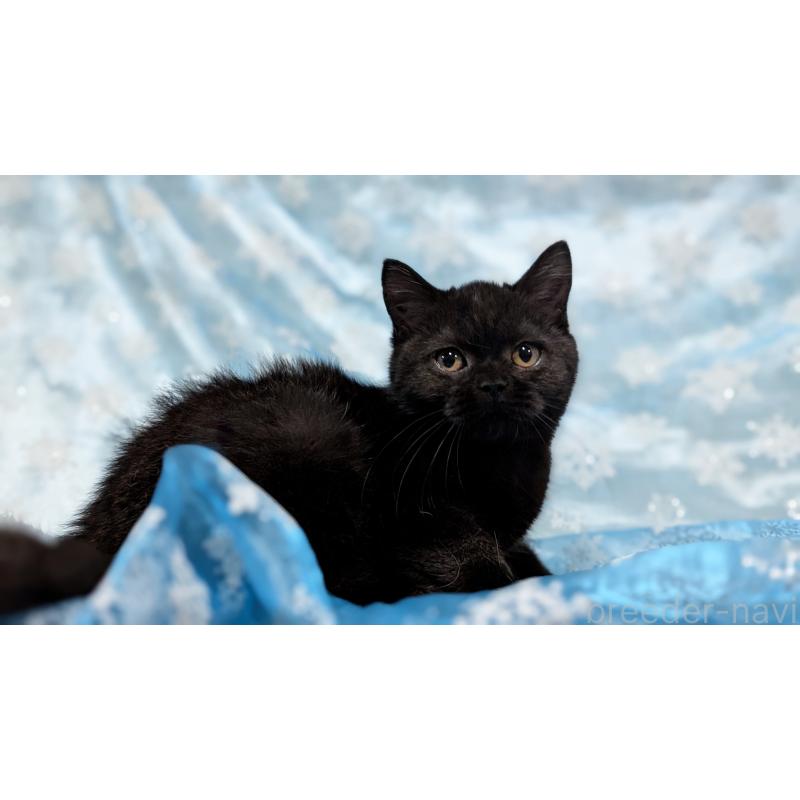 販売中の宮城県のスコティッシュフォールド-128902の11枚目