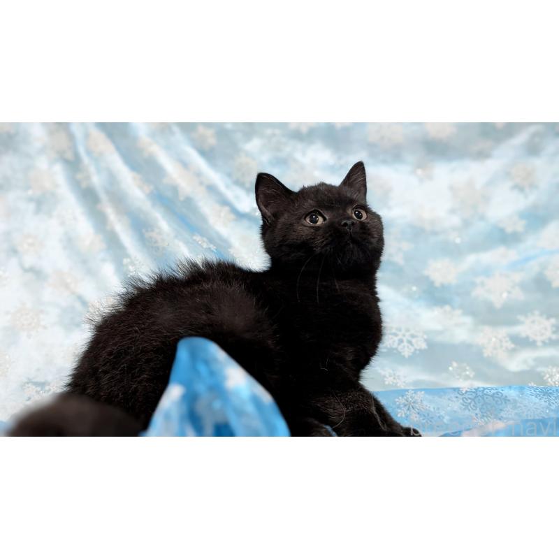 販売中の宮城県のスコティッシュフォールド-128902の10枚目