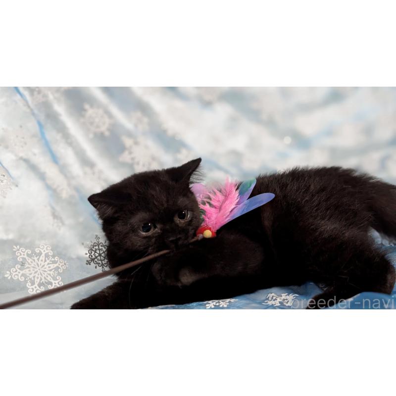 販売中の宮城県のスコティッシュフォールド-128902の9枚目