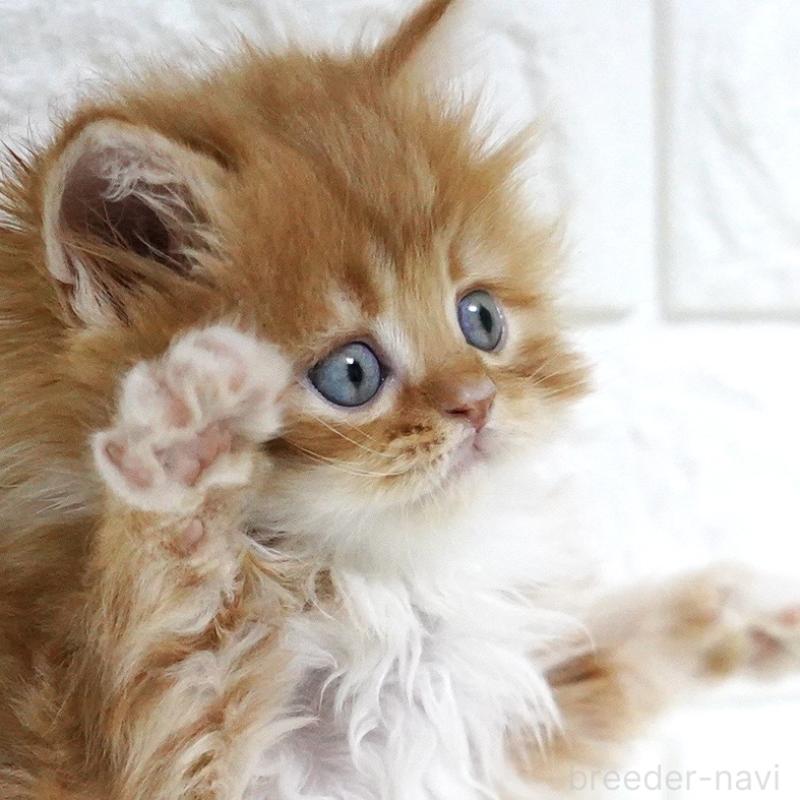 販売中の愛知県のスコティッシュフォールド-133306の1枚目