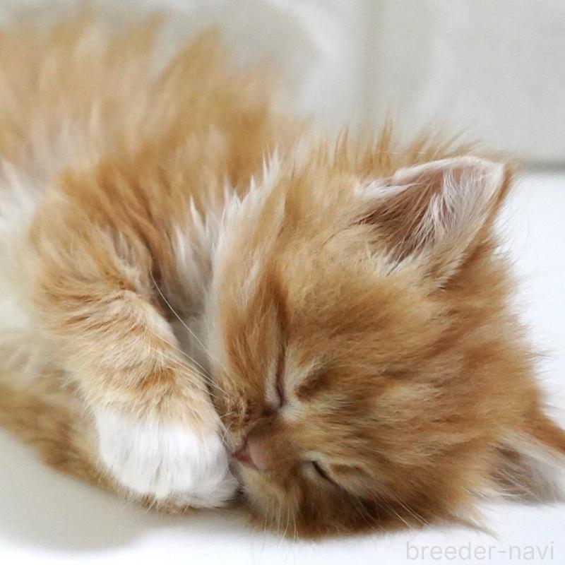 販売中の愛知県のスコティッシュフォールド-133306の15枚目