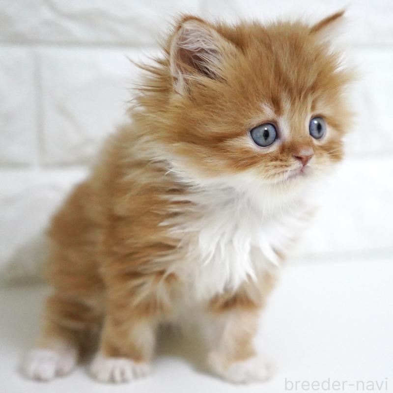 販売中の愛知県のスコティッシュフォールド-133306の14枚目