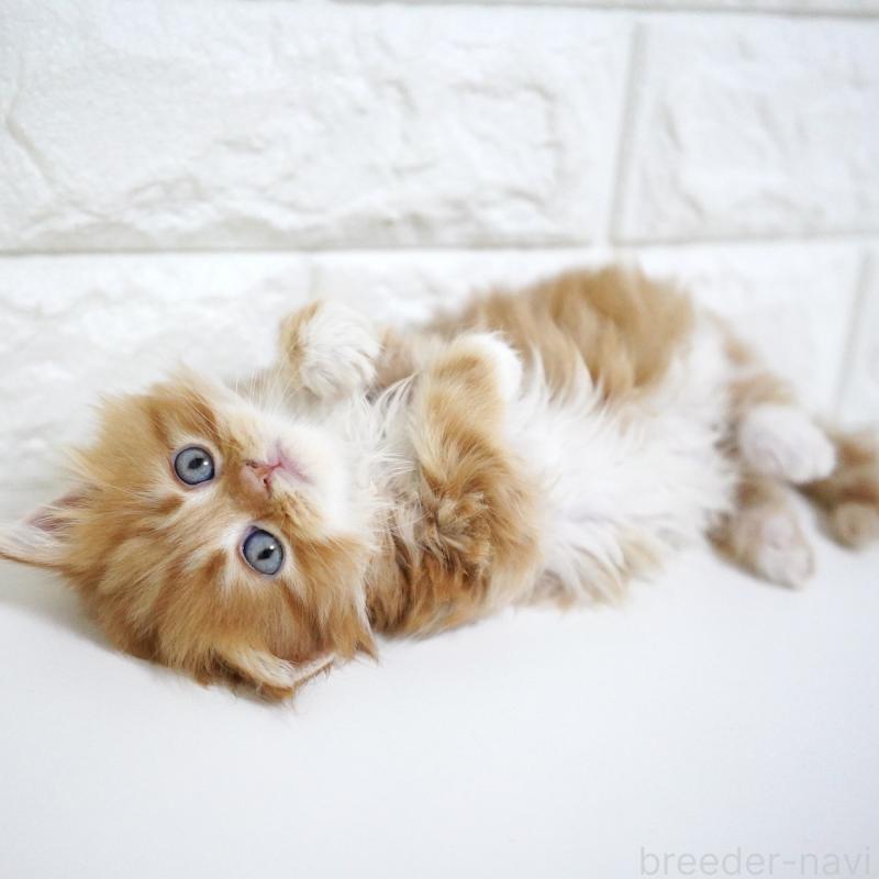 販売中の愛知県のスコティッシュフォールド-133306の13枚目